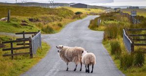 Ovejas de La Isla de Skay. Escocia, Tierras Altas. Highlands,
