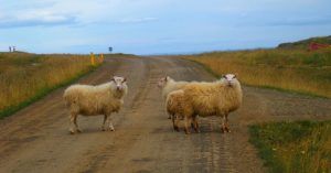 Ovejas en la Carretera. Península de Vatnsnes. Hvammstangi. Norðurland Vestra. Islandia.
