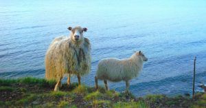 Ovejas en Latrabjarg. Península de Vestfirdir. Islandia.