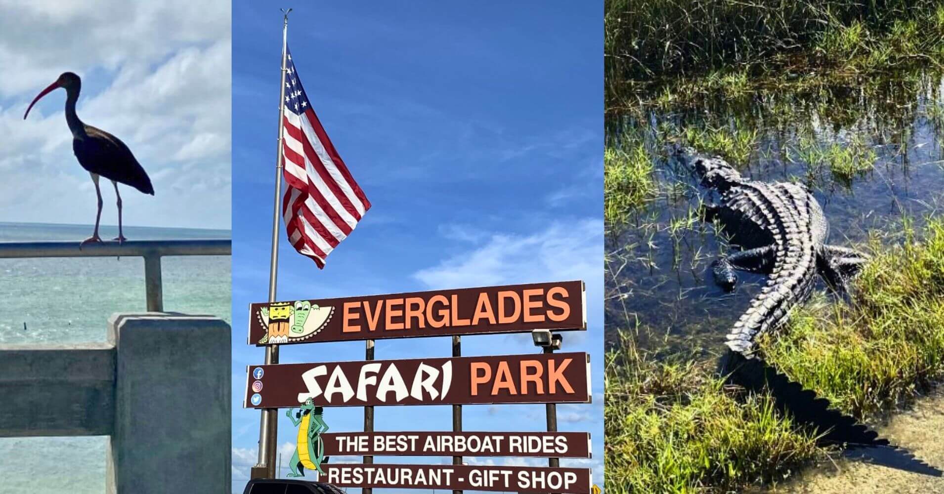 Parque Nacional de Everglades. Safari Park. Road Trip Sur de La Florida. Estados Unidos.