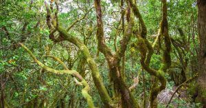 Parque Nacional de Garajonay. Bosques de Laurasilva. La Gomera. Islas Canarias.