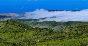 Parque Nacional de Garajonay. Isla de La Gomera. Canarias.