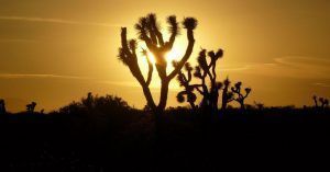 Parque Nacional de Joshua Tree. California, Estados Unidos.