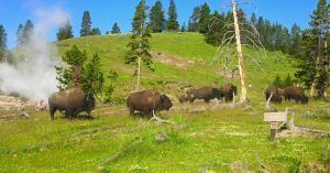 Parque Nacional de Yellowstone. Wyoming, Estados Unidos.