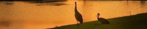 Parque Nacional Everglades, Florida. Estados Unidos.