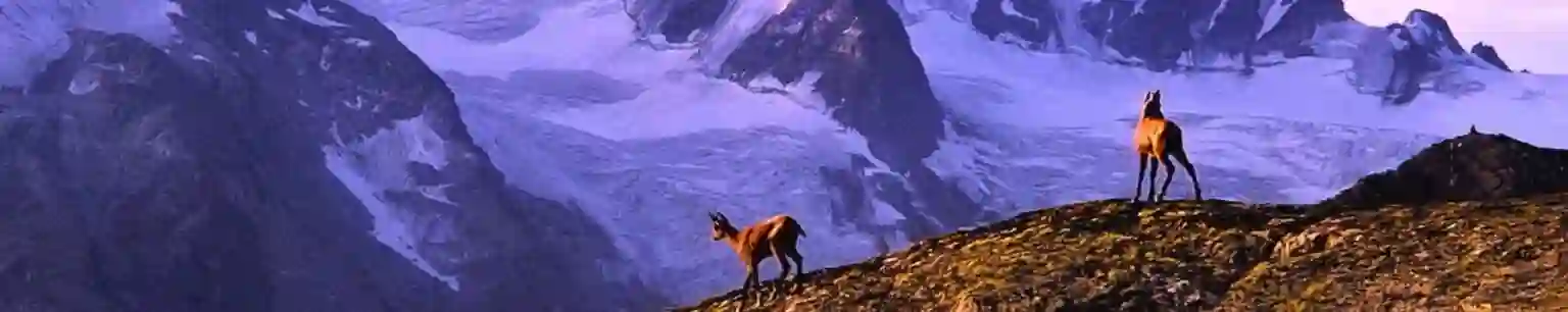 Parque Nacional Gran Paraíso. Italia.