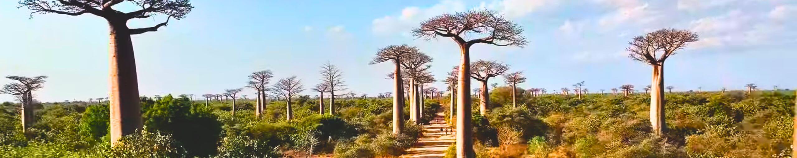 Parque Nacional Kirindy Mitaea, Madagascar.