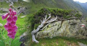 Parque Nacional Pirineos. Nueva Aquitania. Pirineos Atlánticos. Occitania, Altos Pirineos. Francia.