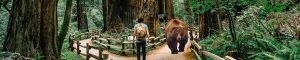 Parque Nacional Redwood. California, Estados Unidos.