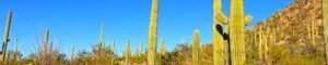 Parque Nacional Saguaro. Arizona, Estados Unidos.