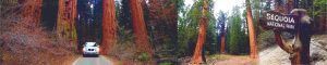 Parque Nacional Sequoia, Estados Unidos.