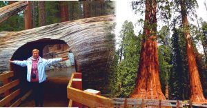 Parque Nacional Sequoia. En California, Estados Unidos.