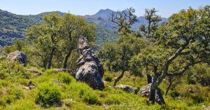 Parque Natural de los Alcornocales, Cádiz, Málaga, Andalucía.