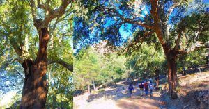 Parque Natural de los Alcornocales, en Cádiz y Málaga. Andalucía.