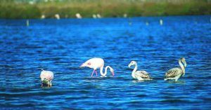 Parque Natural Lagunas de La Mata y Torrevieja. Alicante, Comunidad Valenciana.