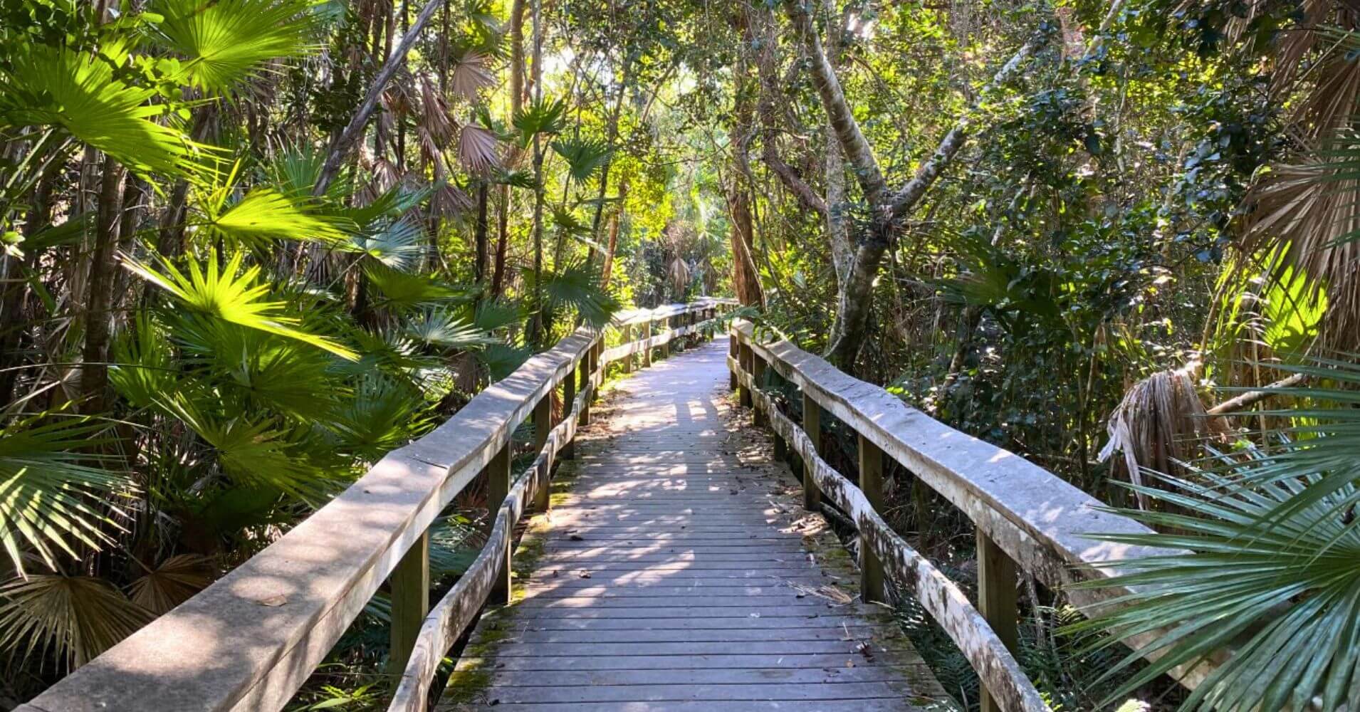 Pasarela Mahogany Hammock Trail, Road Trip Sur de La Florida. Estados Unidos.