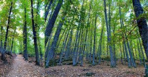 Paseo por el Bosque de El Castañar de El Tiemblo. En el Valle de Iruelas, Ávila. Castilla y León.