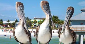 Pelícanos. Playas de Florida, Estados Unidos.
