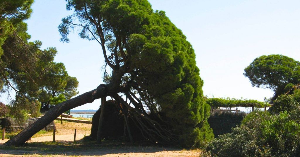 Pinar de Doñana, Huelva. Andalucía. Pinar de Doñana, Huelva. Andalucía.
