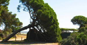 Pinar de Doñana, Huelva. Andalucía.