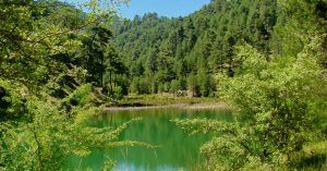 Pinares de Cazorla. Lagunas de Valdeazores. Jaén, Andalucía.