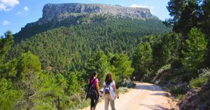 Pinares de la Sierra de Segura. Jaén, Albacete.