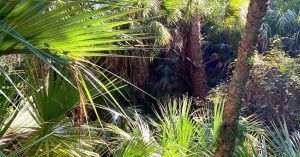 Plantas del Santuario del Bosque Encantado. Revard, Titusville. Florida.