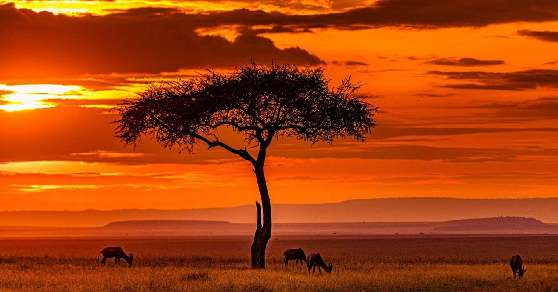 Puesta de Sol, Parque Nacional Masai Mara. Tanzania.