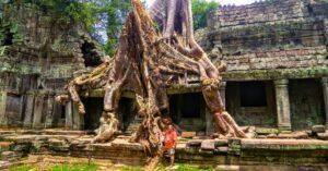 Raíces en los Templos de Angkor. Camboya.