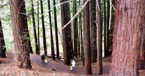 Recorrido por El Bosque de Secuoyas de Cabezón de la Sal. Cantabria.