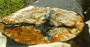 Restos de Tronco Petrificado en La Leona. Argentina.