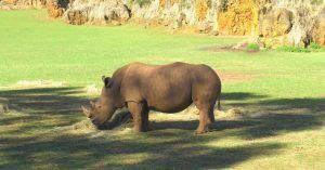 Rinoceronte en el Parque de la Naturaleza de Cabárceno. Obregón. Cantabria.