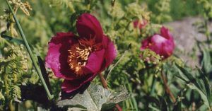 Rosa de Alejandría. La Adrada. Ávila.