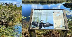 Royal Palm Visitor Center. Anhinga Trail, Florida. Estados Unidos.