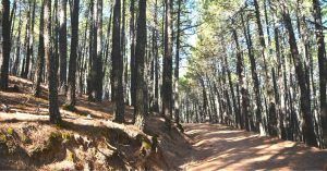Ruta 4x4 Rumbo a Gredos. Pinares de Las Navas del Marqués. Ávila, Castilla y León.