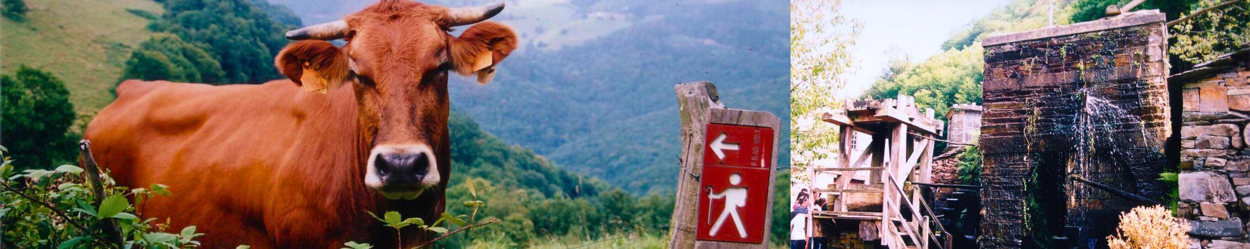 Ruta del Teixo, Asturias.