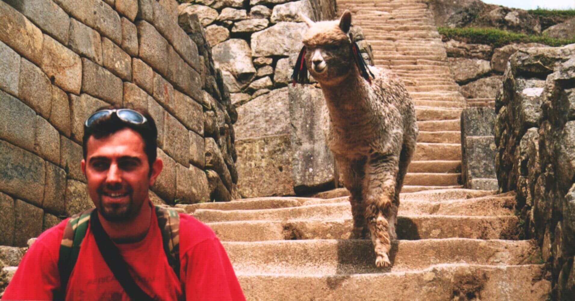 Ruta Inca Machu Picchu. Llama en la Visita a la Ciudad Inca. Perú.
