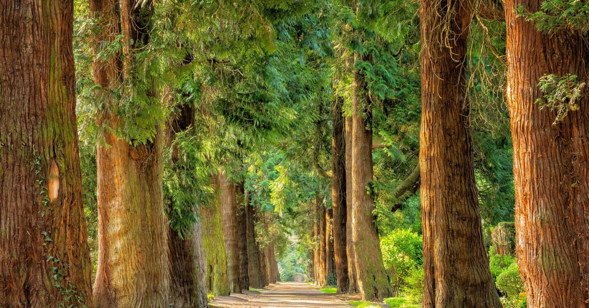 Rutas de Otoño por los Bosques de España. Rutas de Otoño por los Bosques de España.