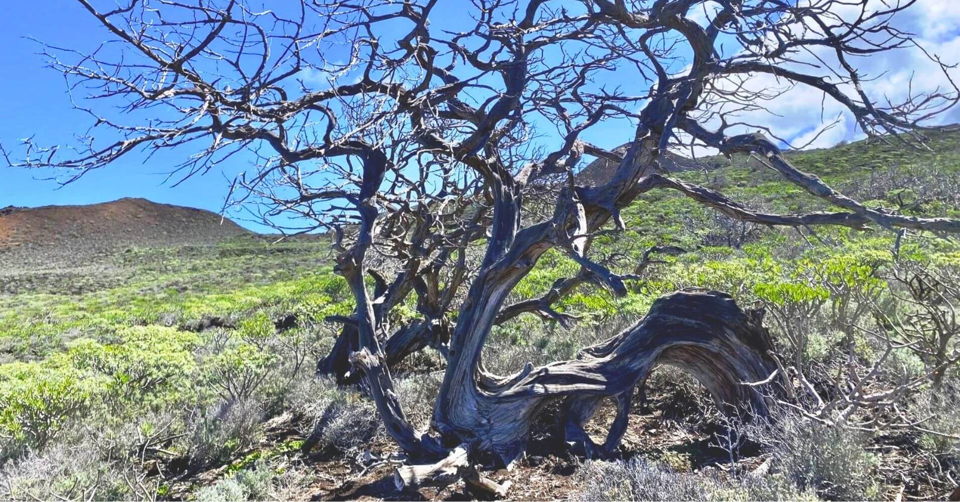Sabina de la Isla de El Hierro, Islas Canarias.