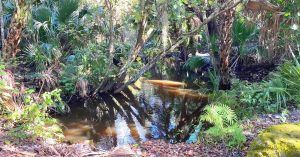 Santuario del Bosque Encantado. Revard, Titusville, Florida.