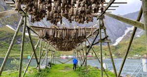 Secaderos de Bacalao. Nyksund, Archipiélago de Vesterålen. Isla de Langøya, Noruega.