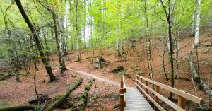 Selva de Irati, Orbaiceta. Navarra.