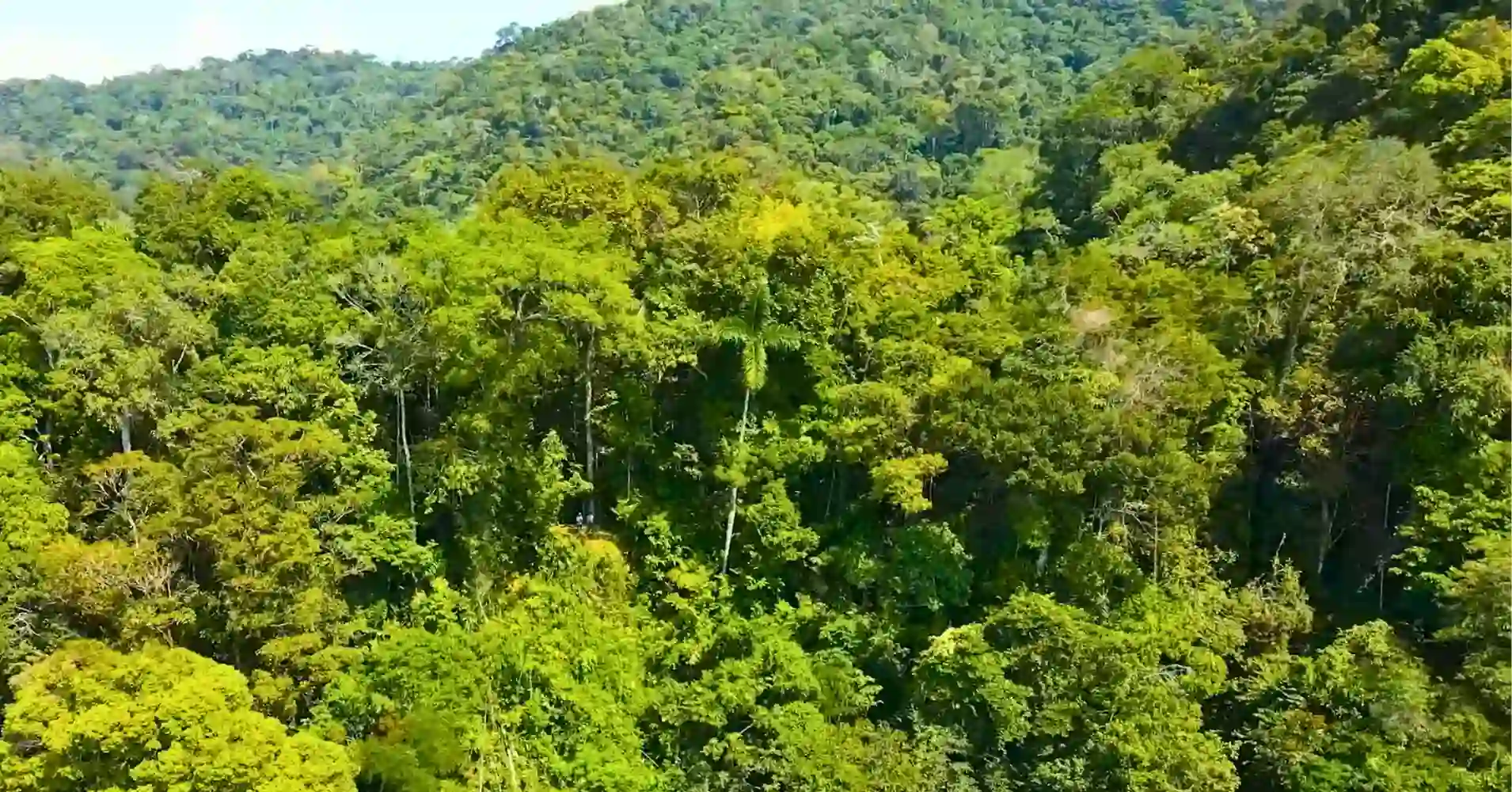 Selva del Parque Nacional del Manu, Perú.