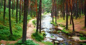 Sendas del Río Eresma. Valsaín. Segovia. Castilla y León.