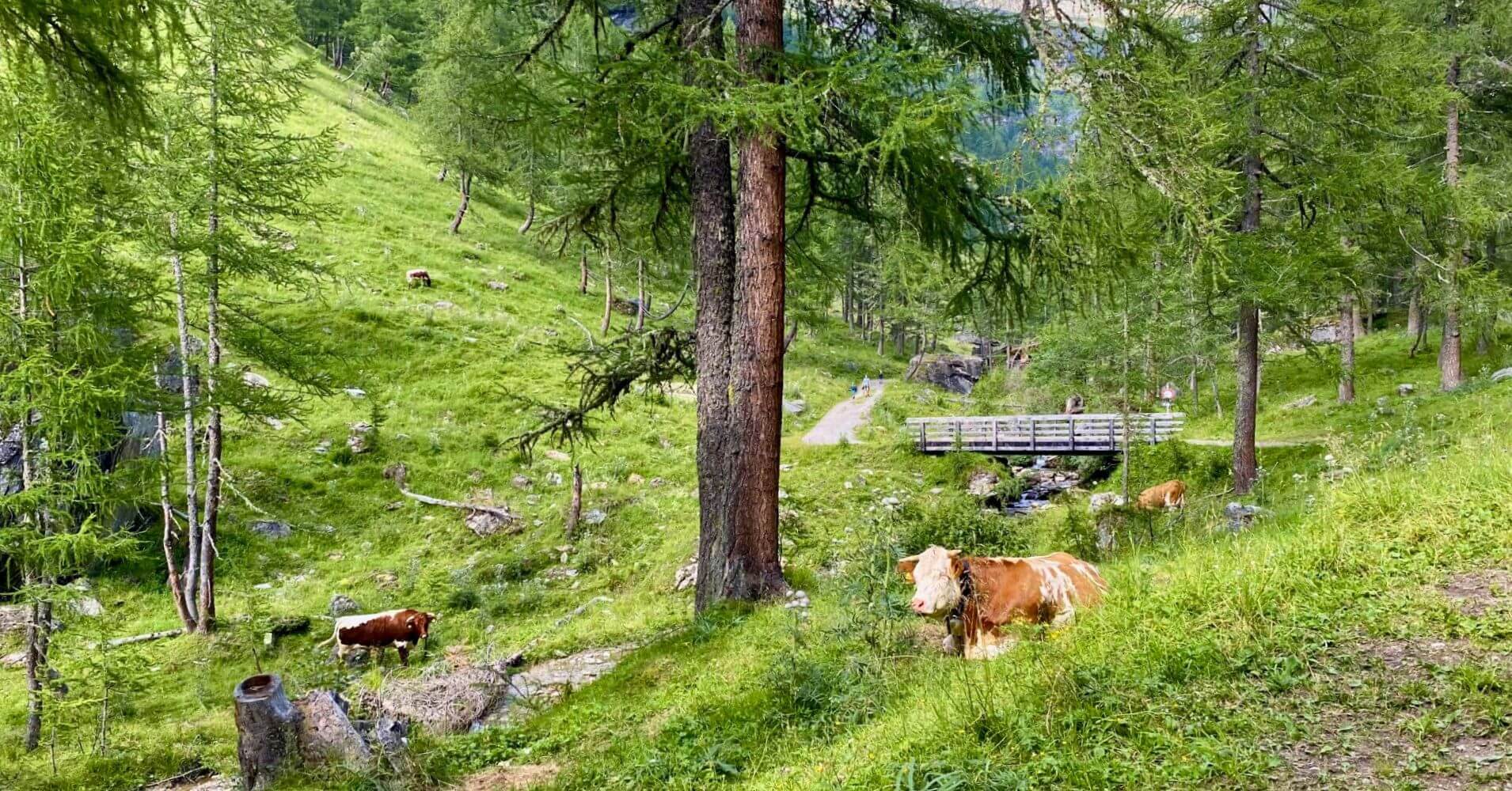 Sendero de la Mina de Oro Goldwaschen, Carintia. Austria. Sendero de la Mina de Oro Goldwaschen, Carintia. Austria.