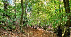 Sendero del Hayedo de La Pedrosa. Riofrio de Riaza. Segovia. Castilla y León.