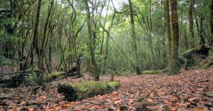 Sendero del Parque Nacional de Garajonay. La Gomera, Islas Canarias.