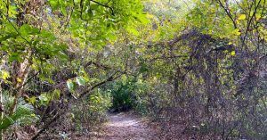 Sendero del Santuario del Bosque Encantado. Revard, Titusville. Florida.