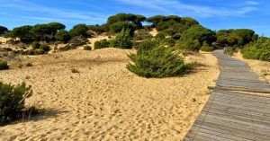 Sendero Dunar de Matalascañas. Huelva, Andalucía.