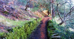 Sendero en el Parque Nacional de la Caldera de Taburiente. Isla de La Palma en Invierno. Islas Canarias.